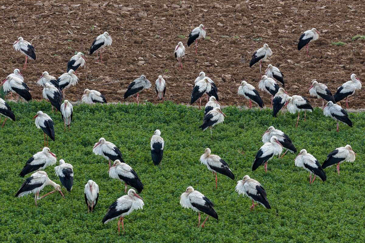 Konya semaları şenlendi! Baharın habercileri bu bölgede görsel şölen sunuyor 2